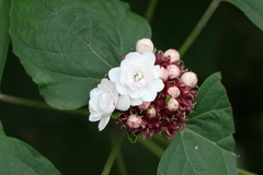 Clerodendrum philippinum